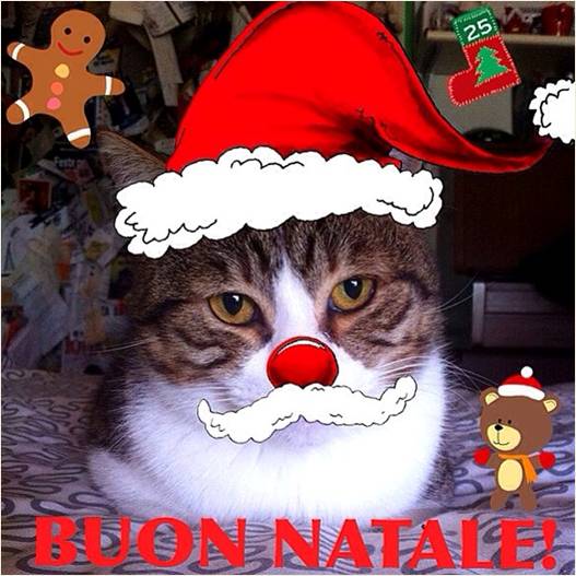 dobby gatto joe natta auguri babbo natale buon feste merry christmas xmas tutto molto bello.jpg